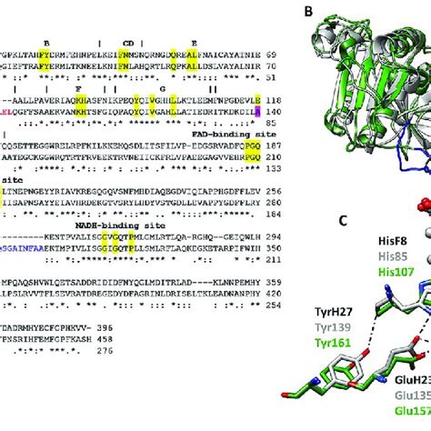 Sequence Alignment And Protein Structure Alignment Of Flavohemoglobins Download Scientific