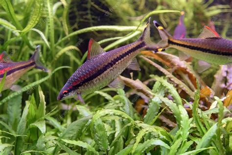 Le Poisson Arc En Ciel Nain Melanotaenia Praecox Dans Laquarium