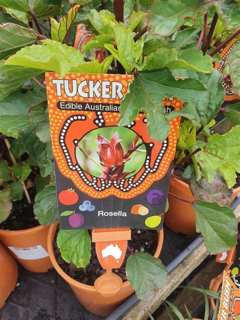 Hibiscus Rosella Tucker Bush 6 Pot Hello Hello Plants