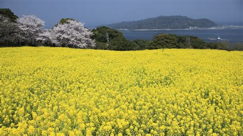 Exploring Uminonakamichi Seaside Park A Complete Guide To Fukuokas