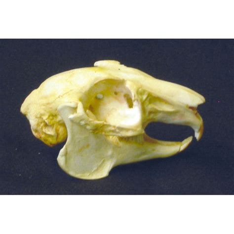 Snowshoe Hare Skull Replica Dinosaurs Rock Superstore Fossil