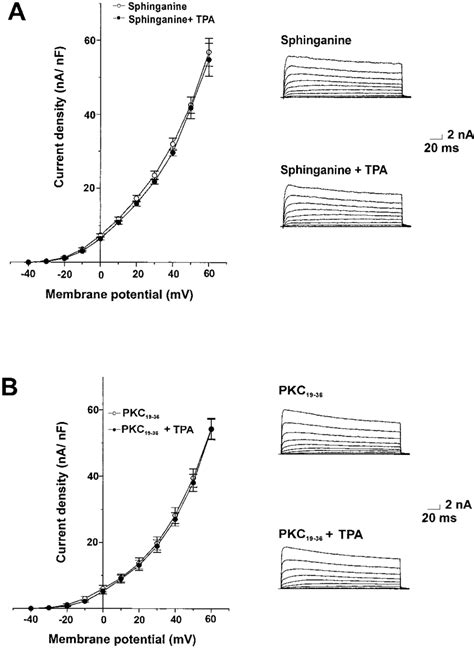 Inhibitors Of Pkc Prevent The Increase In K Current Produced By Tpa