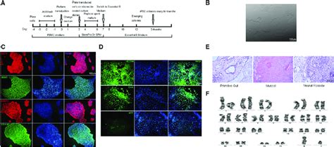 Generation And Identification Of Induced Pluripotent Stem Cells From