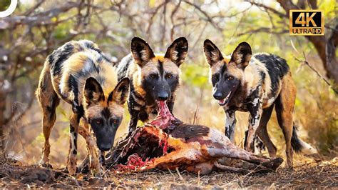 Vahşi Yaşam 25 Bölüm Yaban Köpekleri 4K Hayvan Belgeseli Türkçe