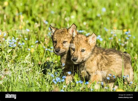 Wolf pups playing hi-res stock photography and images - Alamy