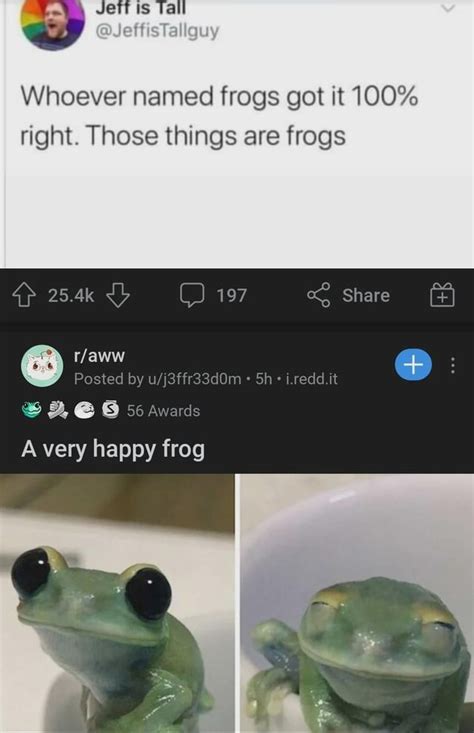 The Best Frog Memes Memedroid