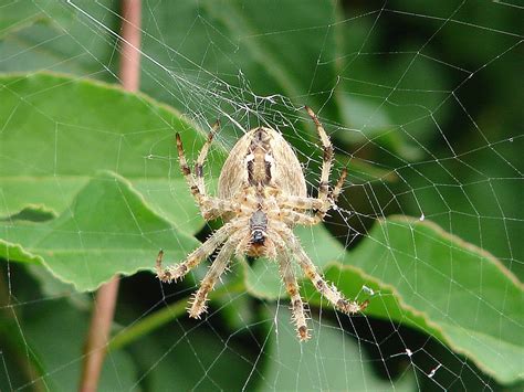 Araneus Spindel Spindelnät Gratis foto på Pixabay Pixabay