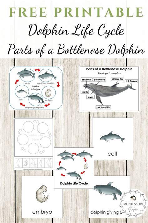 Dolphin Life Cycle Infographic Diagram Showing Different Off