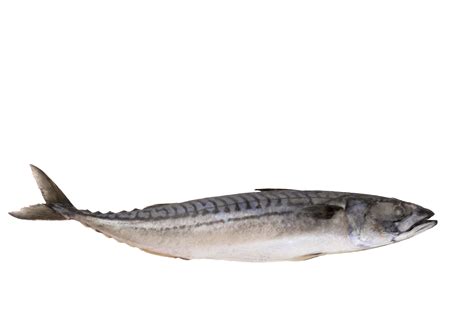 Mackerel fish fresh frozen, blue mackerel on a transparent isolated ...