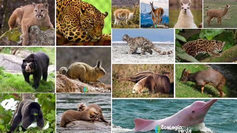 Imagenes De La Biodiversidad En El Peru Image To U