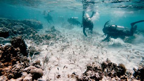 DER Touristik Foundation » Saving the coral reefs in the Maldives