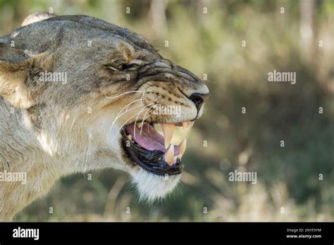 Lioness Panthera Leo Portrait Of Face Head Ears Side View