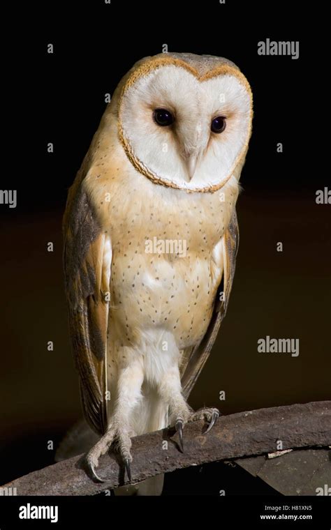 Barn Owl Tyto Alba Dordrecht Netherlands Stock Photo Alamy