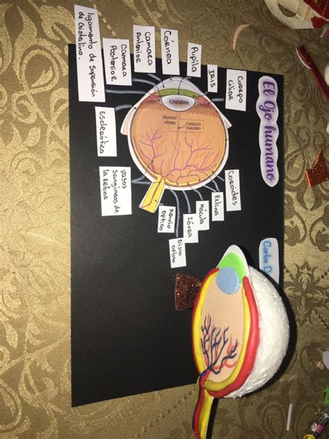 El Ojo Humano En Maquetas De Escuelas Manualidades Escolares