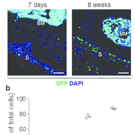 Detection Of Green Fluorescent Protein Positive GFP Cells In The