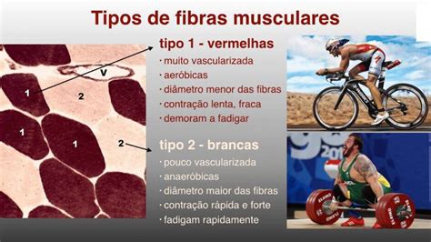 Tipos De Fibras Musculares En Entrenamiento Con Pesas Hot Sex Picture