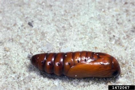 Corn Earworm As A Pest Of Field Corn Land Grant Press