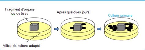 Cest Quoi Une Culture Cellulaire Bio Faculté