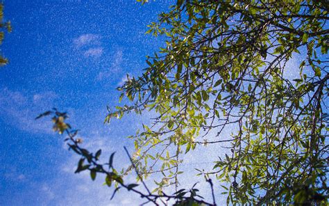 Wallpaper Trees Water Nature Sky Branch Green Blue World