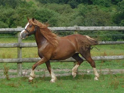 Mares Tresorya Welsh Cobs Pony Breeds Horse Breeds Cob Beautiful