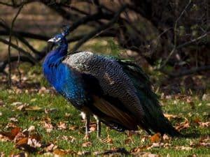 Can You Eat Peacock? How does it taste? - Northern Nester