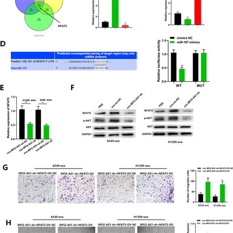 Mfi2 As1 Promotes Angiogenesis By Regulating Mir 107nfat5akt