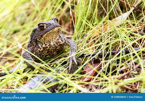 Sapo Cinzento Ou Latino Comum Ou De Cowgirl Bufo Bufo Na Grama Imagem