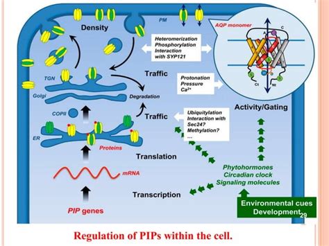 Aquaporins And Their Regulation In Plants Ppt