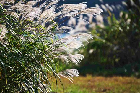 Deer-Resistant Ornamental Grasses