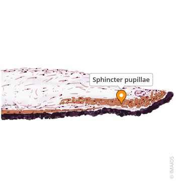 sphincter pupillae  anatomy imaios