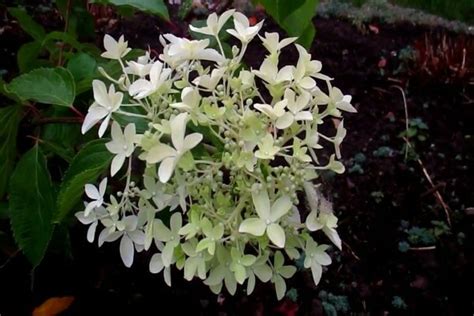 Hydrangea Dentel de Gorron - Dentelle De Gorron: opis odrody