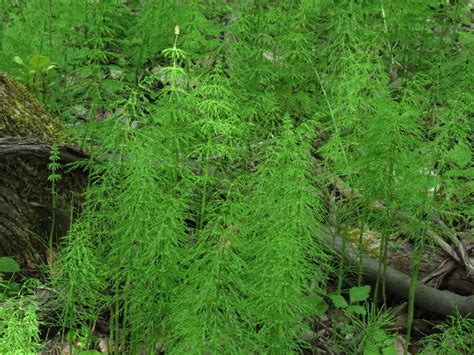 Woodland Horsetail | Search | Native Plant Hub