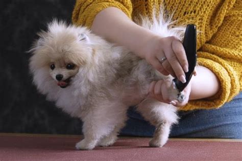 Beneficios De Cortar El Pelo A Un Perro Ventajas Y Consejos Para