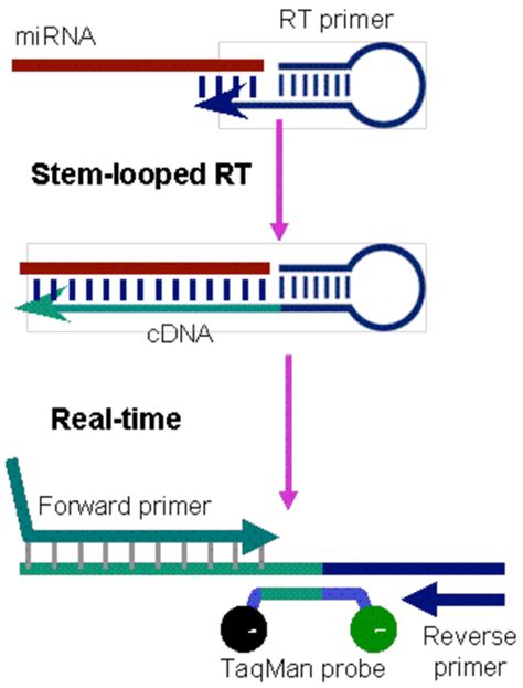 Pcr Troubleshooting And Optimization Figure