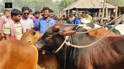 ১৭২২৩ কি দামে চট্টগ্রামের খামারী মাংসের ও কুরবানীর শাহীওয়াল জাতের