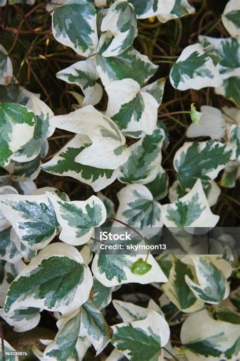 Hedera Canariensis Variegata Plant With White And Green Leaves Stock