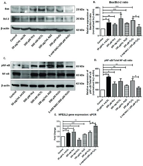 Pro Apoptotic Changes In ARPE 19 Cells A Bax And Bcl 2 Protein