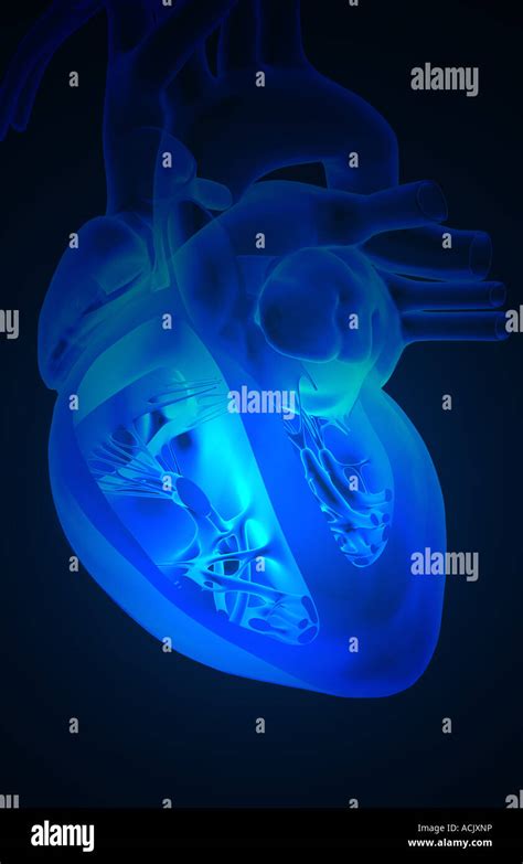 Sectional Anatomy Of The Heart Stock Photo Alamy