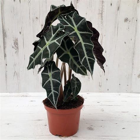 A Truly Impressive Plant With Large Arrow Shaped White Veined Leaves Alocasia Amazonica