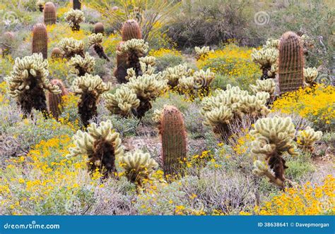 Sonoran Desert In Bloom Stock Image Image Of Mountain 38638641