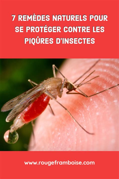 7 remèdes naturels pour se protéger des piqûres d insectes Artofit