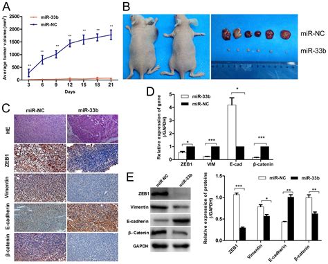 Microrna B Inhibits Lung Adenocarcinoma Cell Growth Invasion And