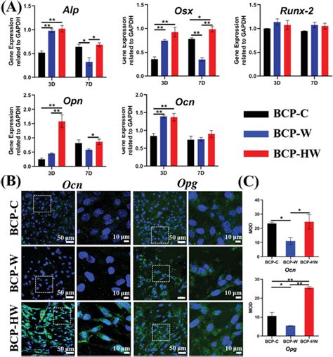 A Osteogenic Gene Expression I E Alp Osx Runx2 Opn And Ocn