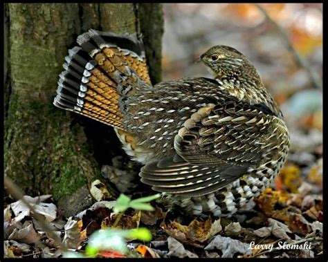 Ruffed Grouse State Bird Of Pennsylvania My Beautiful Home State