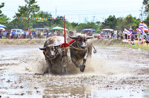 Buffalo Running Race Traditional Activity. Editorial Stock Image - Image of tradition, speed ...