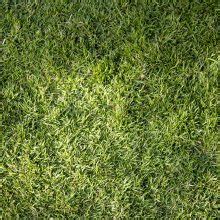 How To Make Bermuda Grass Thicker Impactful Strategies Pepper S