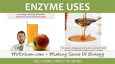 Enzymes Commercial Uses Post 16 Biology A Level Pre U Ib Ap Bio