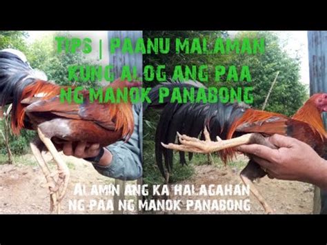 Tips Paanu Malaman Kung Alog Ang Paa Ng Manok Panabong Youtube