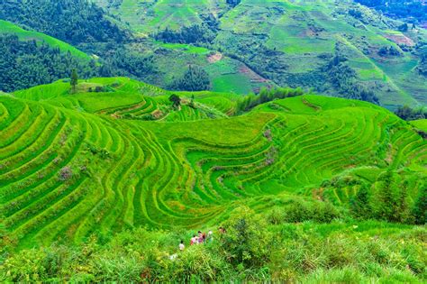 Guilin Longji Rice Terraces China Tours Westchinago