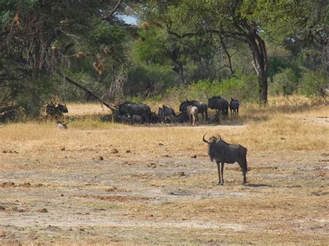 Simbabwe Reisen Safaris Rundreisen Und Privatreisen Karawane